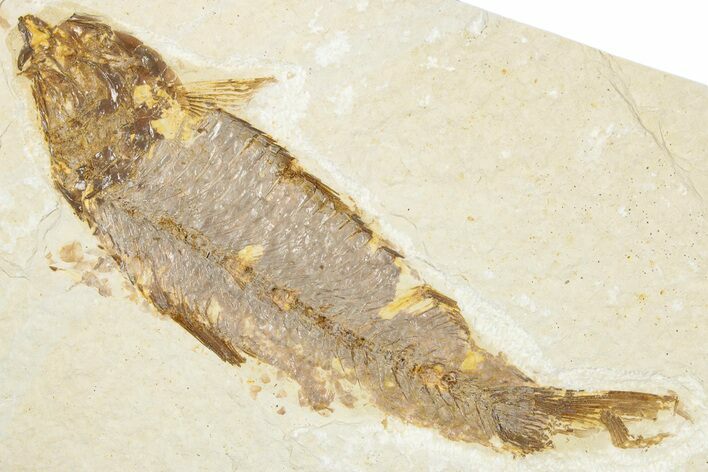 Detailed Fossil Fish (Knightia) - Wyoming #343659